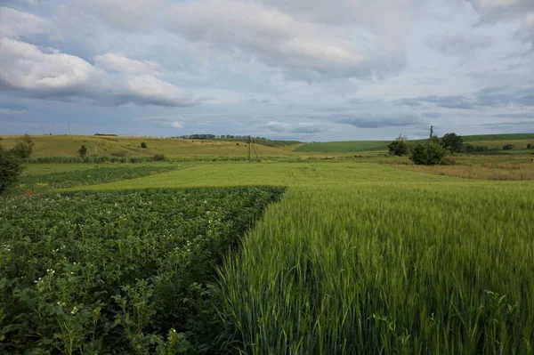 Eine große grüne Wiese — Stockfoto