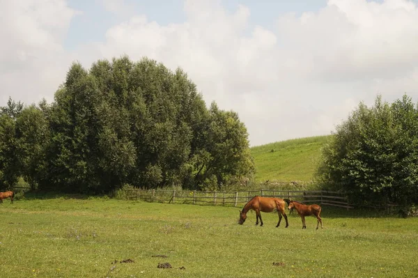 Лошадь ест траву в поле — стоковое фото