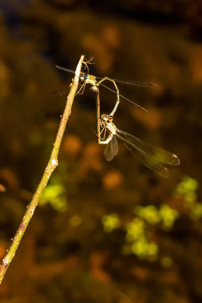 Dragonfly acasalamento em um galho de árvore — Fotografia de Stock