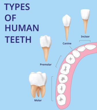 İnsan Dişi Türleri, İnsan Kemik Anatomisi, Gerçekçi Vektör.