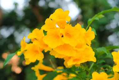 Tecoma stans, Yellow bell, Yellow Elder Flowers
