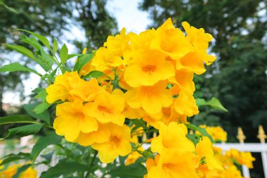 Tecoma stans, Yellow bell, Yellow Elder Flowers