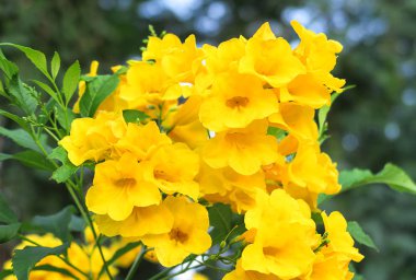 Tecoma stans, Yellow bell, Yellow Elder Flowers