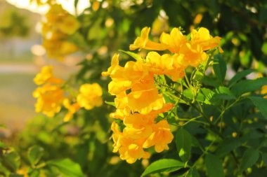 Tecoma stans, Yellow bell, Yellow Elder Flowers