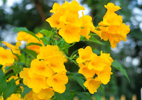 Tecoma stans, Žlutý zvon, Žluté starší květiny — Stock fotografie
