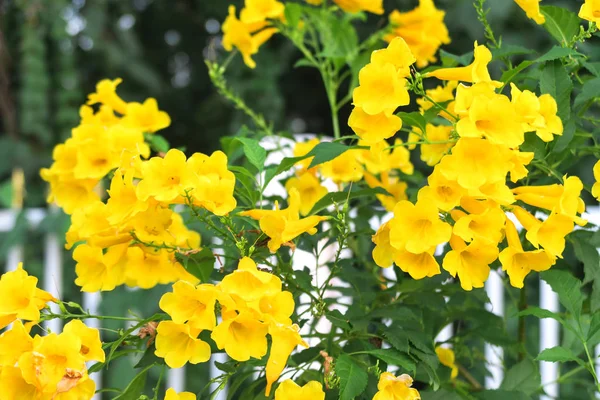 Tecoma stans, gelbe Glocke, gelbe Holunderblüten — Stockfoto