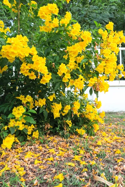 Tecoma stans, Yellow bell, Yellow elder flowers — стоковое фото