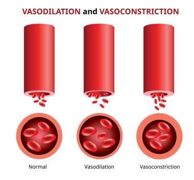 Baskı damar genişlemesi ve damar darlığı. Kan damarları karşılaştırma vektörü.
