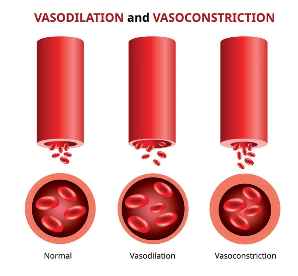 Вазодилатация и сужение сосудов, сравнение кровеносных сосудов — стоковый вектор