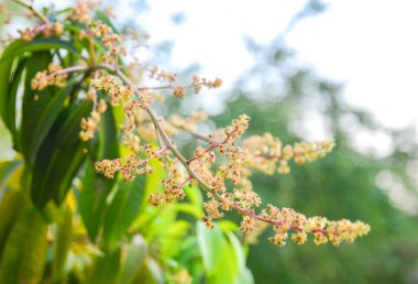 Mango çiçek, önümüzdeki mango çiçek şube.