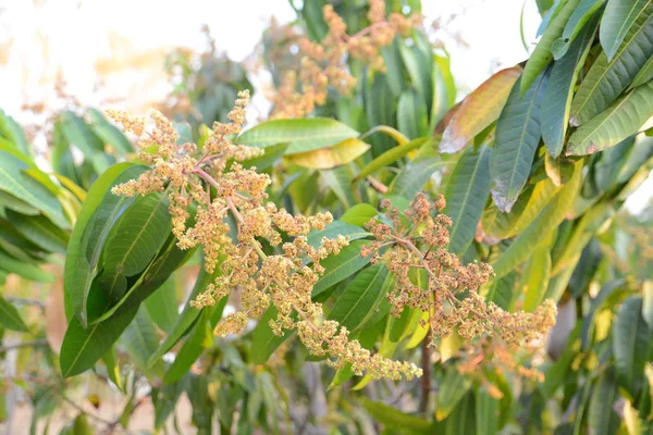 Mango çiçek, önümüzdeki mango çiçek şube.