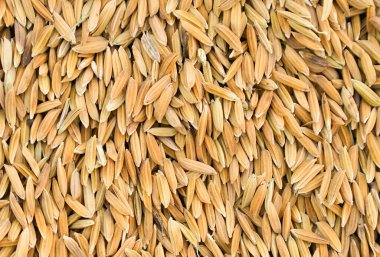 Yasemin pirinç taneleri, Tayland 'da Hom mali pirinci