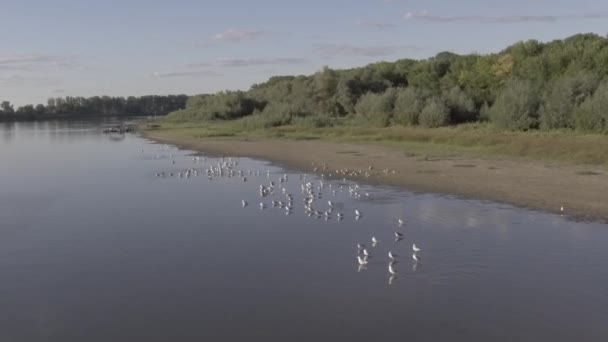 Gulls take off — Stock Video