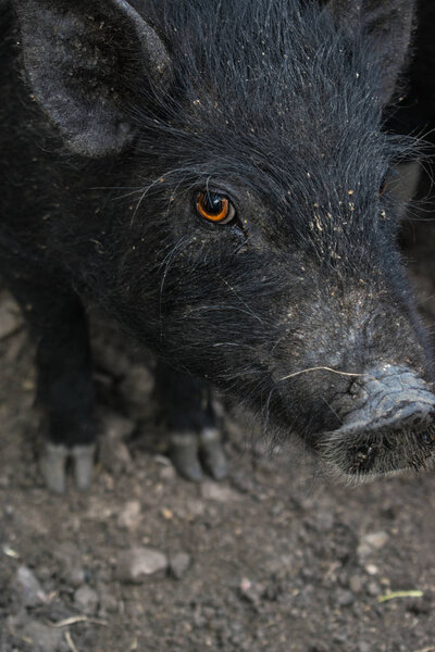 Sight of a pig