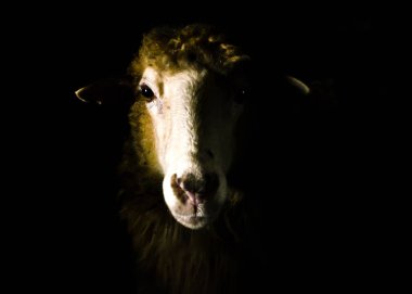 Siyah üzerine izole edilmiş koyun portresi