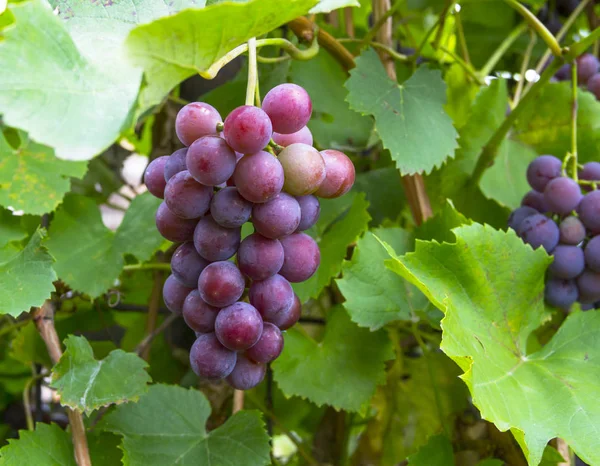 Rosa druvor kommer att sjunga på rankan i trädgården — Stockfoto