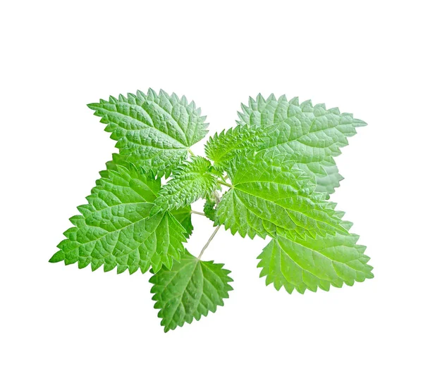 Green leaves of nettle on white background — Stock Photo, Image