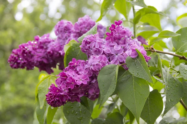 Vacker lila blommor efter regnet — Stockfoto