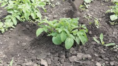 Bir yatakta patates işleme