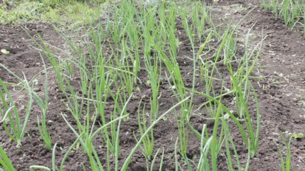 Grüne Zwiebeln wachsen auf dem Beet — Stockvideo