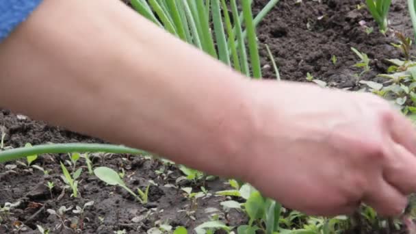 Van groene uien uit onkruid wieden — Stockvideo