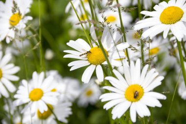 Güzel parlak papatya çiçeği. Yaz manzara