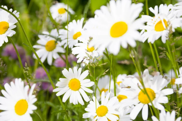 Bellissimi fiori di camomilla luminosi. Paesaggio estivo — Foto Stock