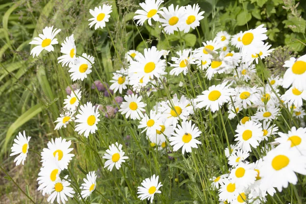 Όμορφα φωτεινά χαμομήλι λουλούδια. Καλοκαιρινό τοπίο — Φωτογραφία Αρχείου