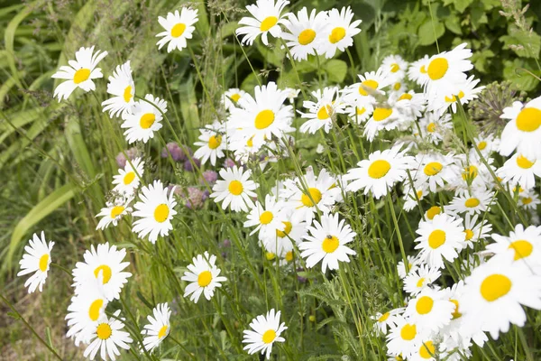 Bellissimi fiori di camomilla luminosi. Paesaggio estivo — Foto Stock