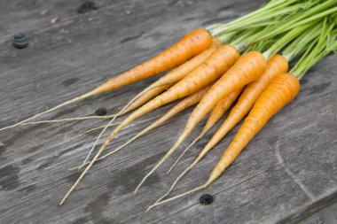 Vintage genç havuç