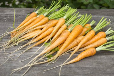 Vintage genç havuç