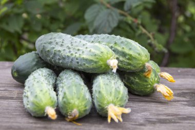 ahşap bir masa üzerinde taze salatalık hasat
