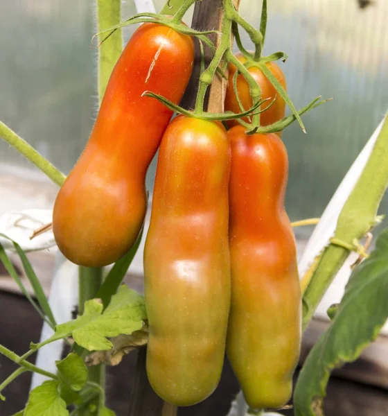 Langwerpige Tomaten Worden Gezongen Takken — Stockfoto