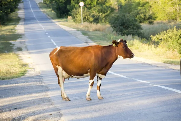 A red cow standing on the highway in rural areas