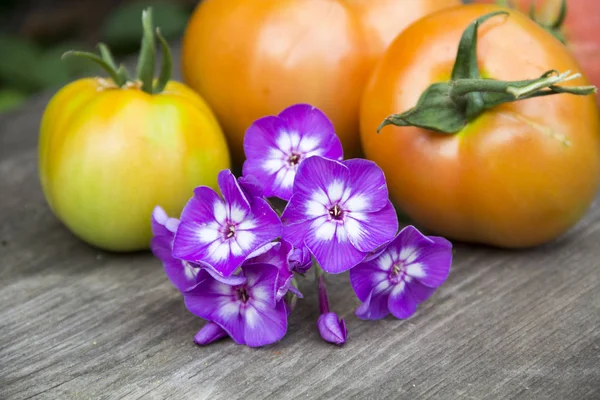 Ramo Flores Verano Phlox Fondo Del Tomate Mesa Madera Sobre — Foto de Stock