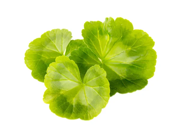 Green Leaves Pelargonium White Background Stock Photo