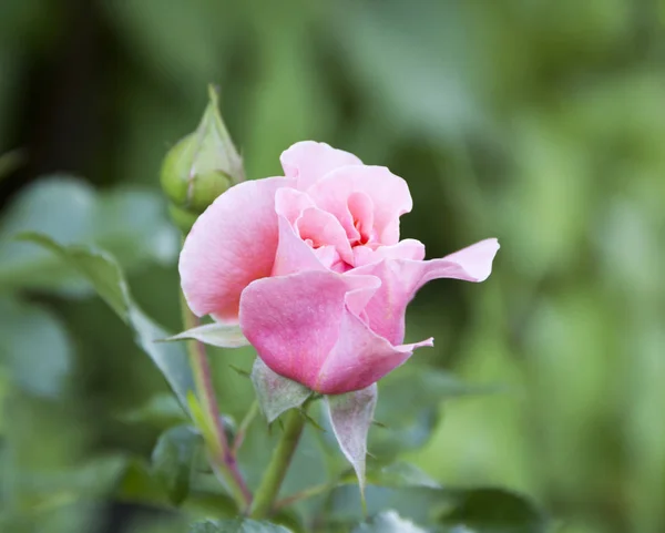 Delicate Rose Bud Blooms Garden — Stock Photo, Image