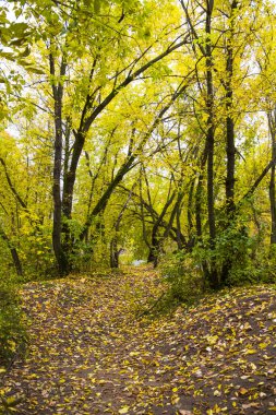 Güzel bir sonbahar yaprak döken orman. Doğal manzara.