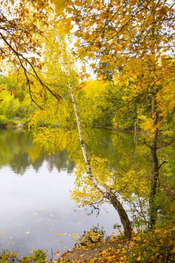 Güzel bir sonbahar yaprak döken orman. Doğal manzara.