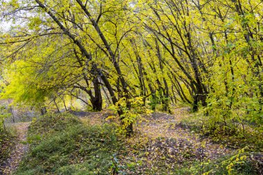 Güzel bir sonbahar yaprak döken orman. Doğal manzara.