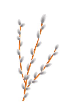 Beyaz bir arka plan üzerinde izole söğüt dalı