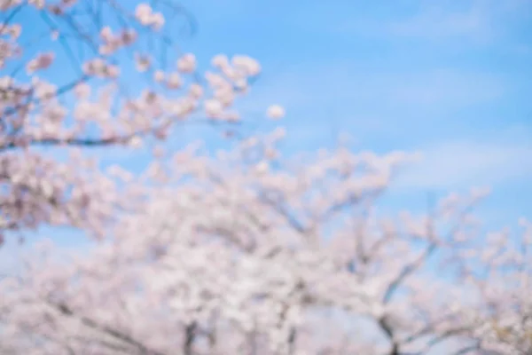 桜の花のぼけボケ — ストック写真