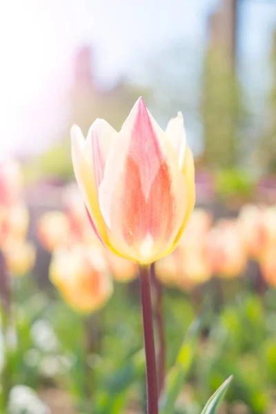 Close up of tulip — Stock Photo, Image