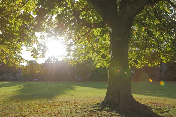 Université d'Oxford avec un bel arbre — Photo