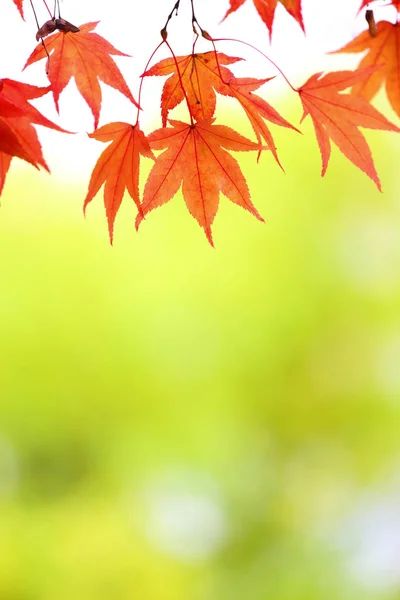 Maple leaves background — Stock Photo, Image