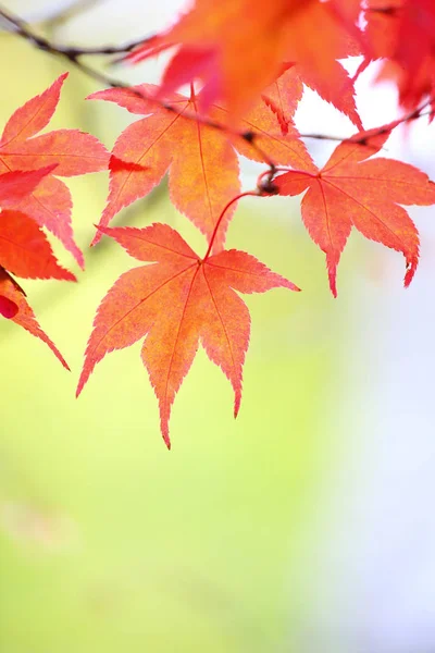 Esdoorn bladeren achtergrond — Stockfoto