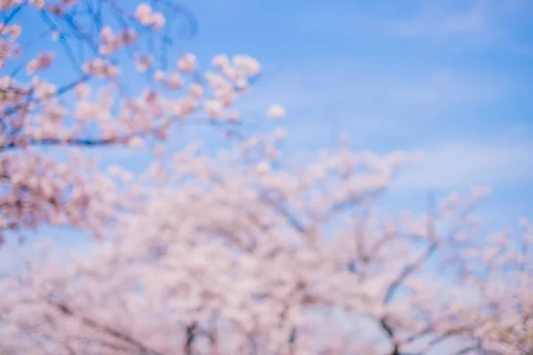 Suddig Cherry Blossom Scen Skott Japan — Stockfoto