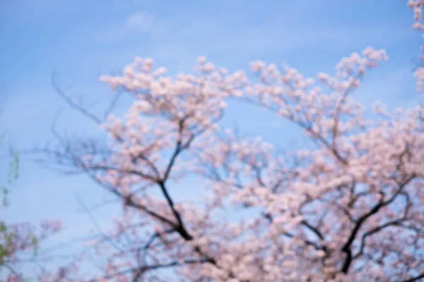 日本で撮影したぼやけた桜シーン — ストック写真