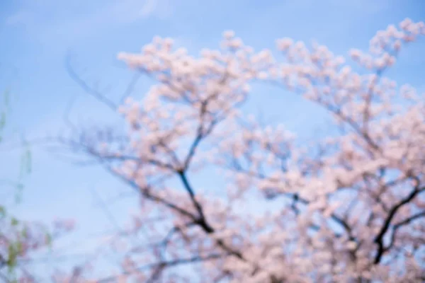 Borrosa Escena Flor Cerezo Rodada Japón — Foto de Stock