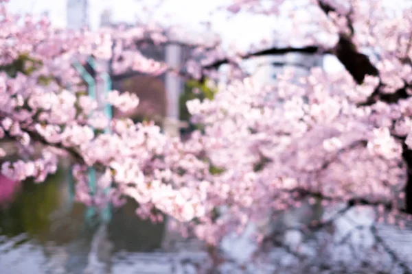 Размытая Сцена Цветения Сакуры Японии — стоковое фото
